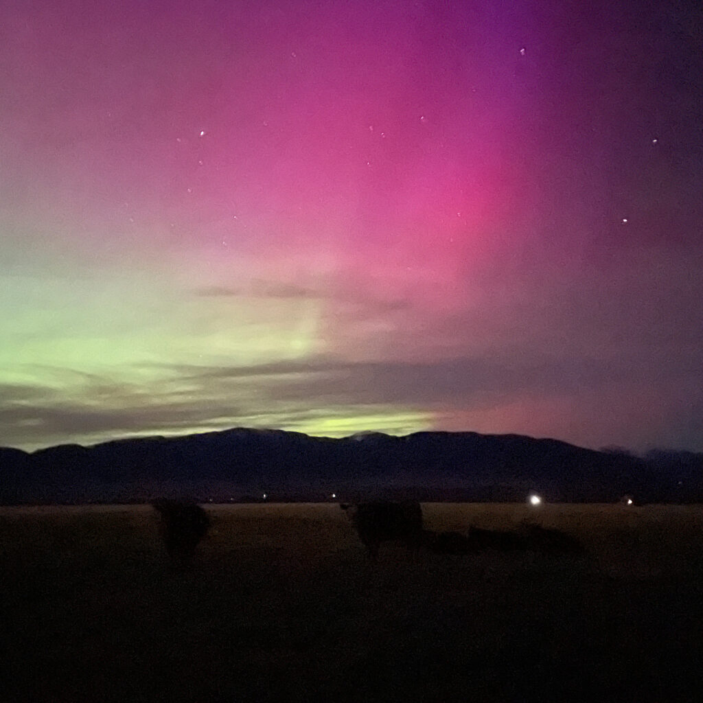 This is a photo of a night sky filled with bright pink and pale green lights, and speckles of stars. A mountain range is in the background, while the vague shapes of some cows are in the foreground. 